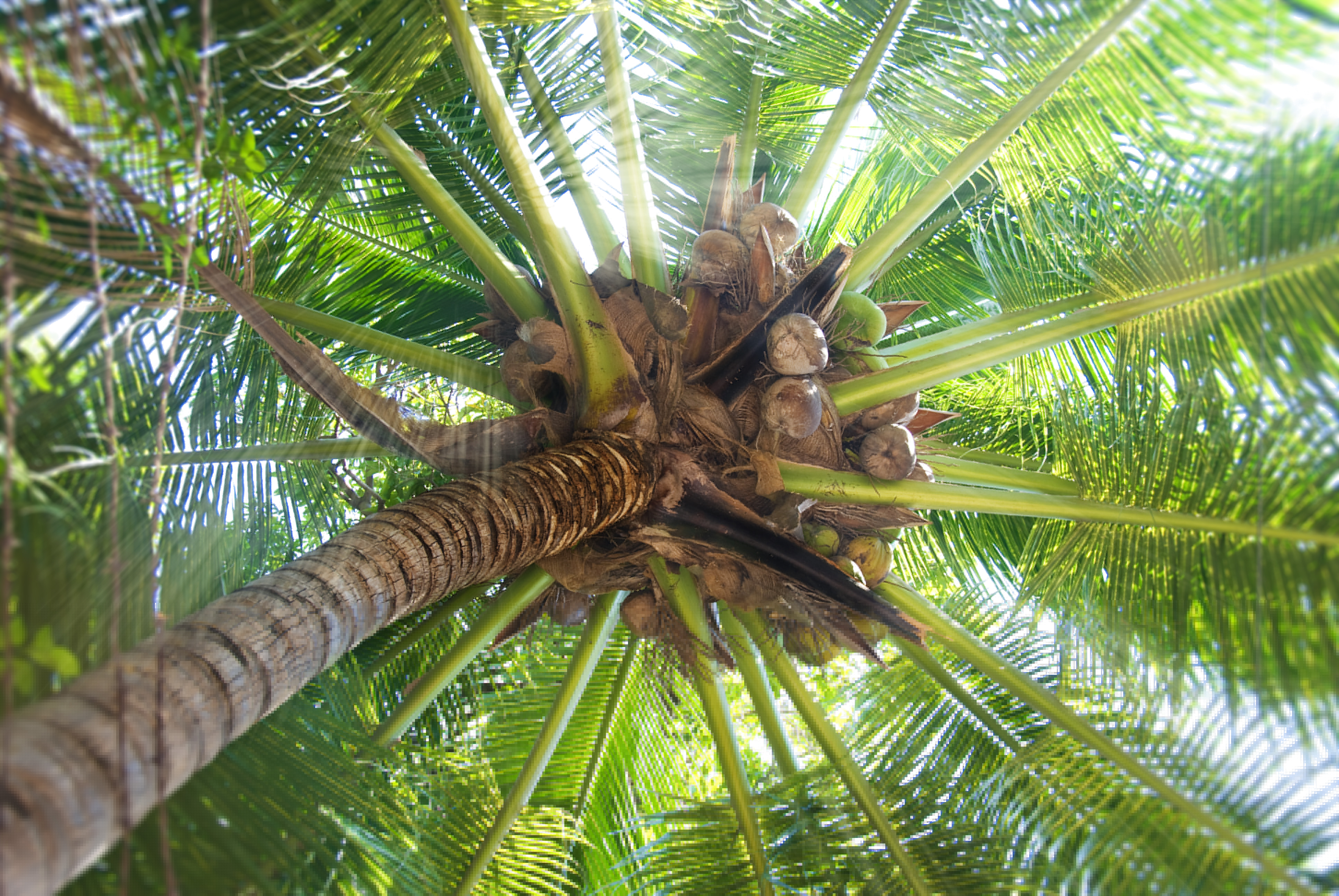 На острове росло. Кокосы на Пальме. Кокосовая Пальма (Cocos nucifera). Пальма Мориче. Кокосовые пальмы ареал.